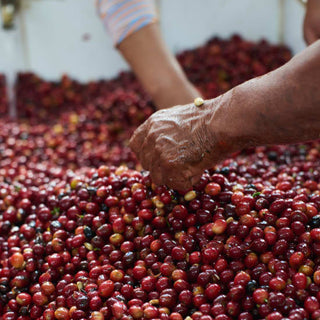 Finca La Josefina - Anaerobic Washed