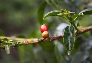 bourbon plant at finca juan martin