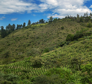cauca colombia pink bourbon