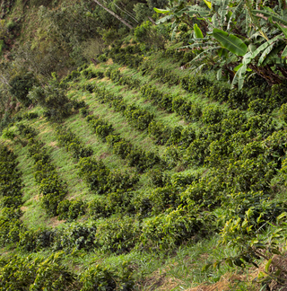 coffee rows finca juan martin