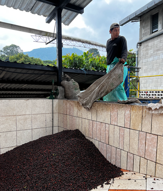 Loma La Gloria - Pacamara Honey