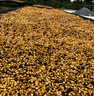 Loma La Gloria - Pacamara Honey