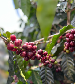 Loma La Gloria - Pacamara Honey