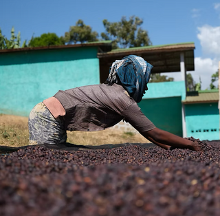 Person sorting coffee beans outdoors with a blue building in the background