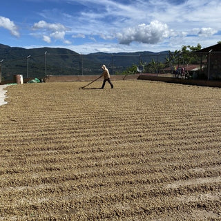 Minor Jimenez - Washed Catuai