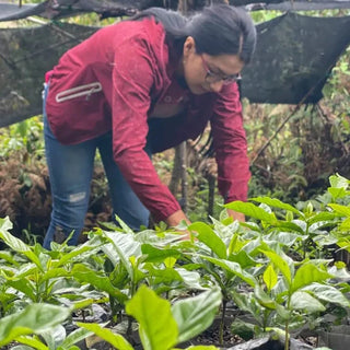 El Ubérrimo Gesha - Colombia