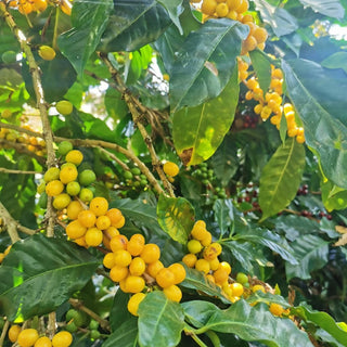 Ayarza Natural - Guatemala