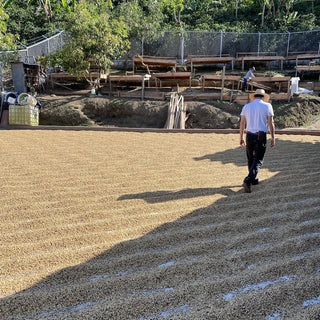 Minor Jimenez - Washed Catuai