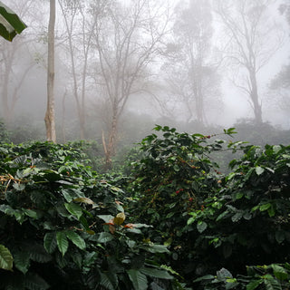 Another Beautiful Coffee From Thailand