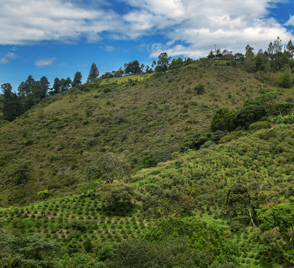 Finca Juan Martin - Pink Bourbon Natural – VESTA Coffee Roasters