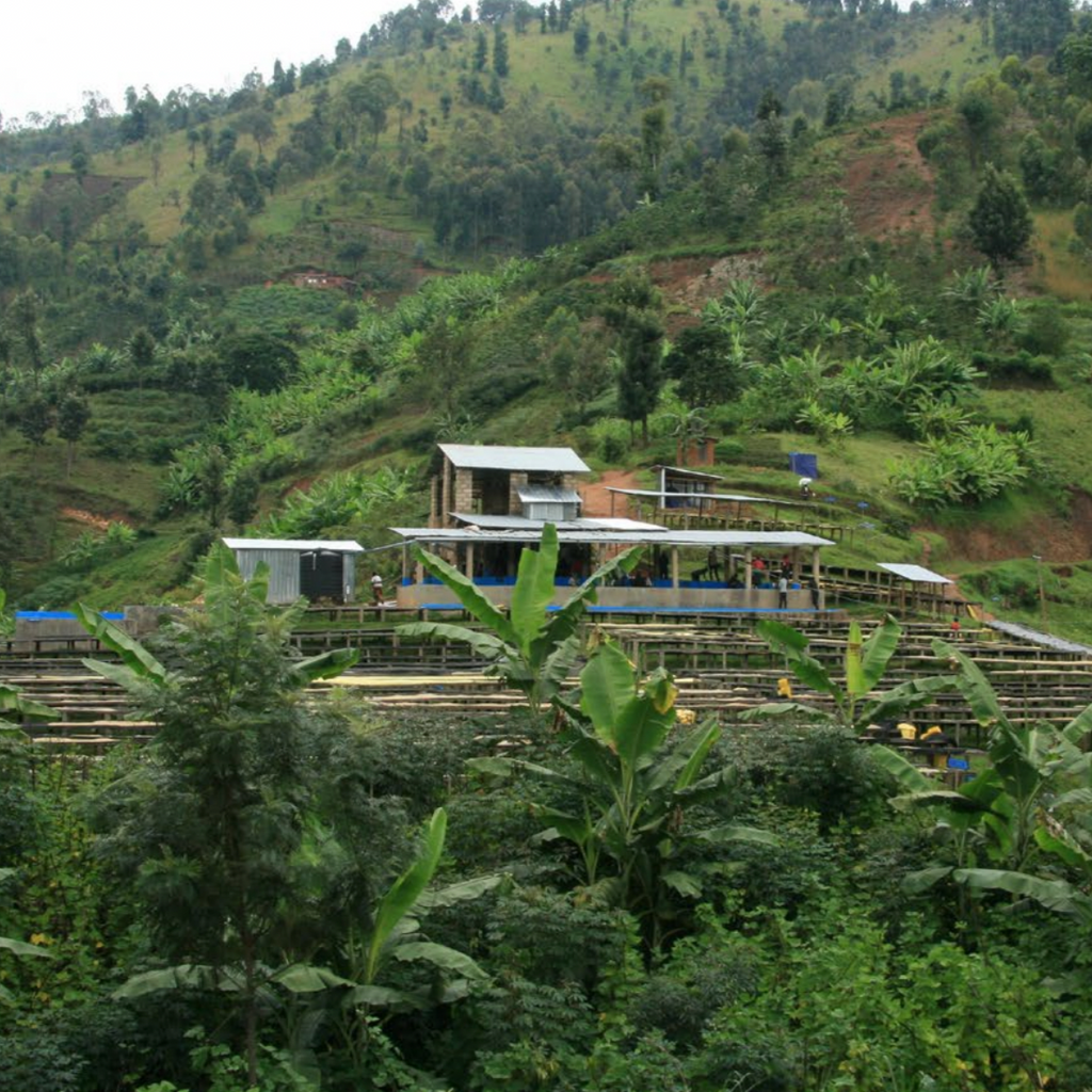 Kanzu Lot #19 - Rwanda, Nyamasheke