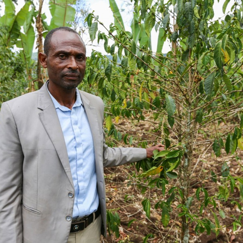 Legese Borsamo - Natural Ethiopia